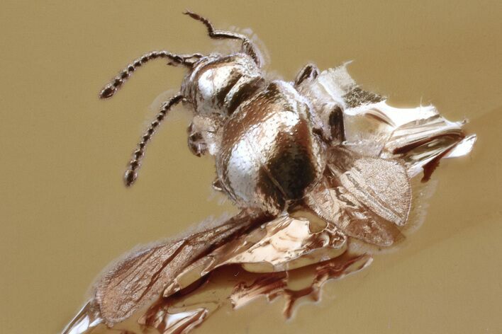 Fossil Spider and Ant-Like Stone Beetle in Baltic Amber #330623